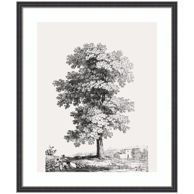 Framed black and white ink drawing of a large tree with countryside buildings and hills in the background.