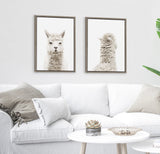 Paired framed canvas art featuring a front and back view of a light-colored alpaca with a textured, fluffy coat, displayed above a white sofa with gray and beige pillows.