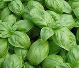 Close-up of vibrant green Italian Large Leaf Basil with smooth, broad leaves featuring gentle veins and a slightly glossy texture, densely packed in natural light.