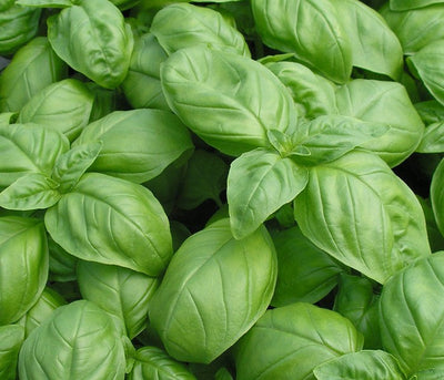 Italian Large Leaf Basil Seeds