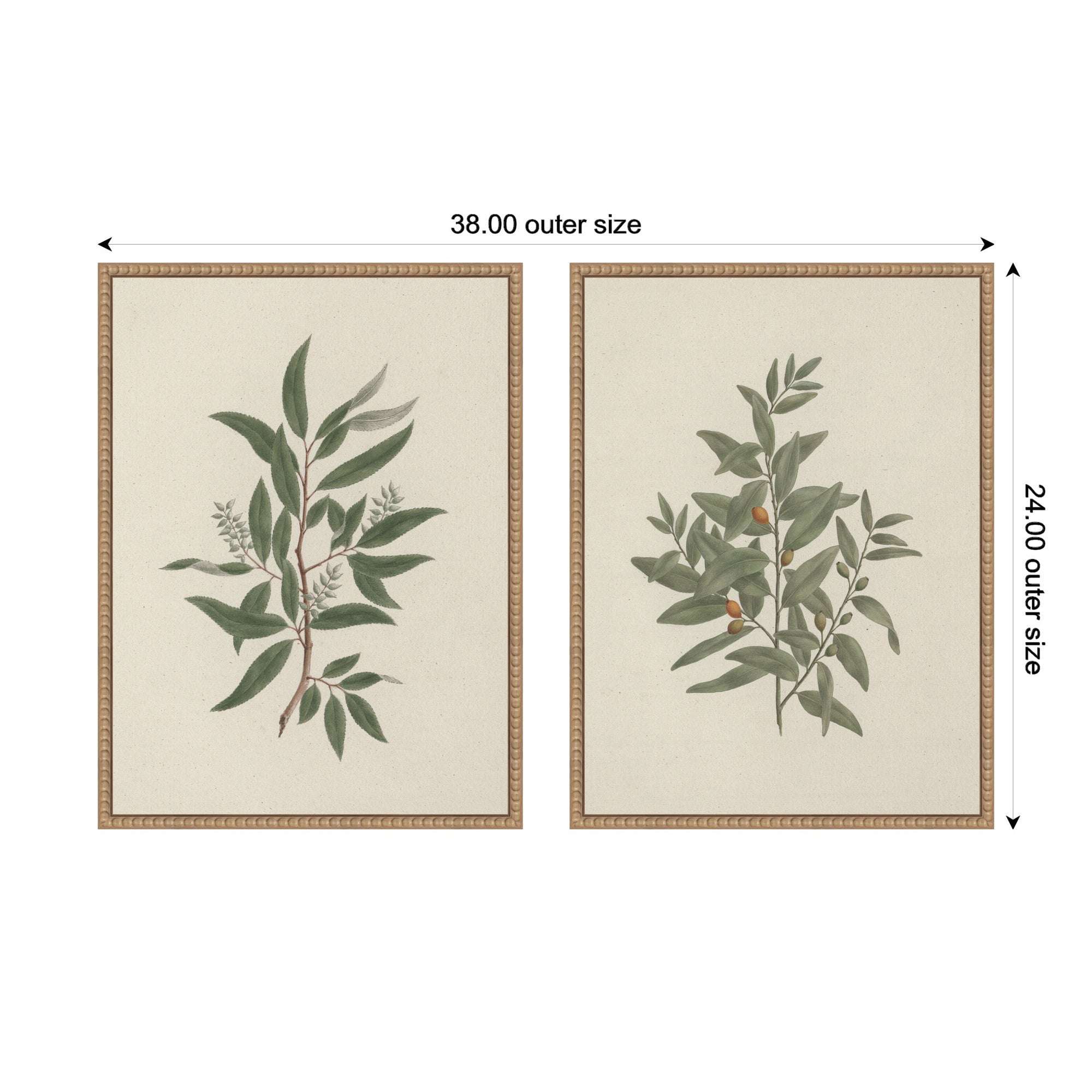 Salix subserrata Willd Willow & Osyris Lanceolate African Sandalwood 2 Piece Framed Canvas Wall Art Set by Nostalgia Prints
