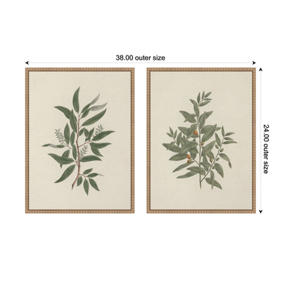Salix subserrata Willd Willow & Osyris Lanceolate African Sandalwood 2 Piece Framed Canvas Wall Art Set by Nostalgia Prints