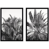 Two black-and-white framed prints depicting close-up views of palm fronds with dense, intricate leaf patterns against a bright sky background.