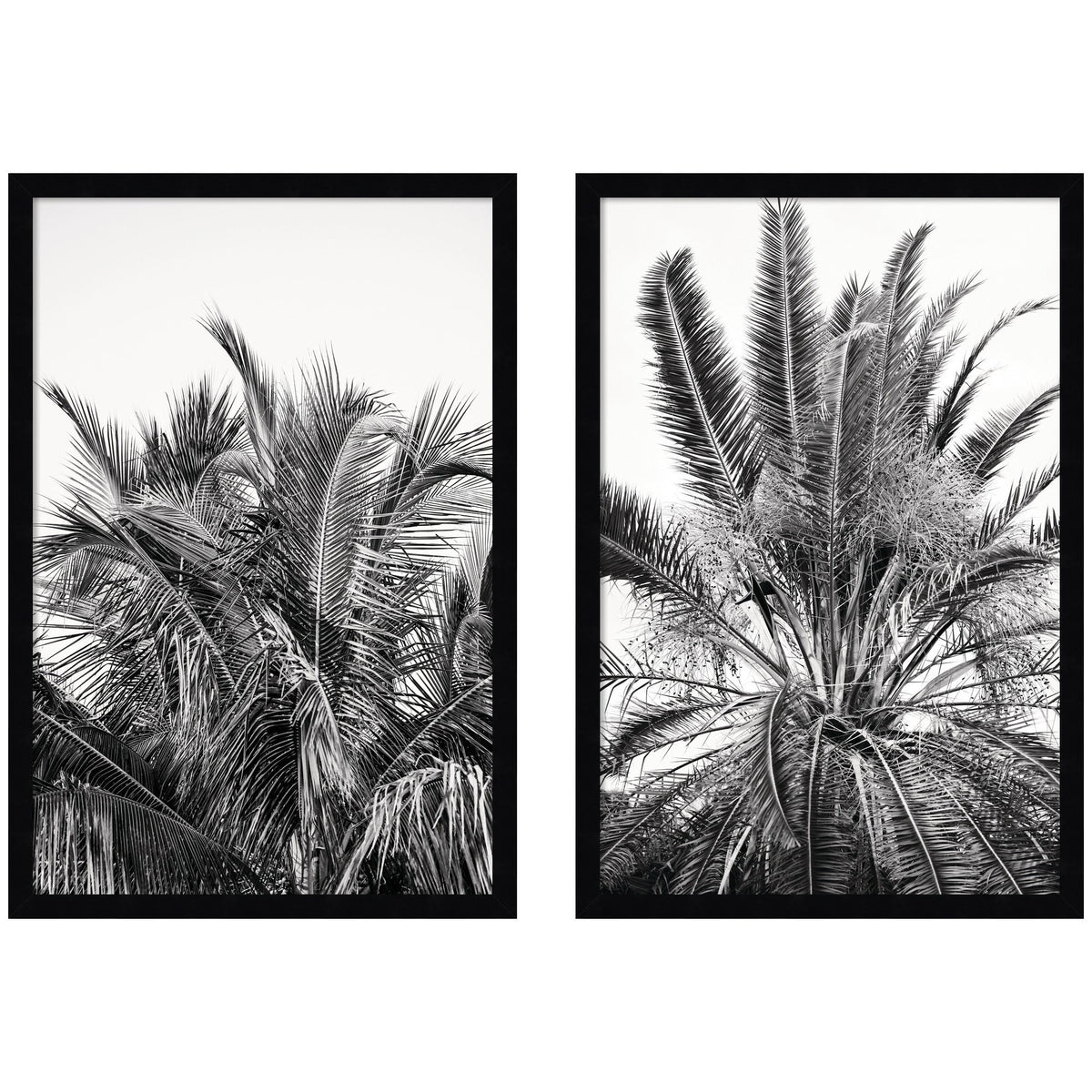 Two black-and-white framed prints depicting close-up views of palm fronds with dense, intricate leaf patterns against a bright sky background.