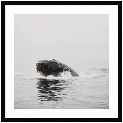 Humpback Whale No.
4 by Laura Evans Framed Wall Art Print