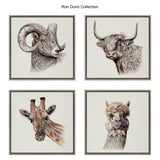 Four framed animal portraits by Ron Dunn: a curled-horn ram, a shaggy highland cow, a giraffe with large eyes, and a furry alpaca, all on white backgrounds.