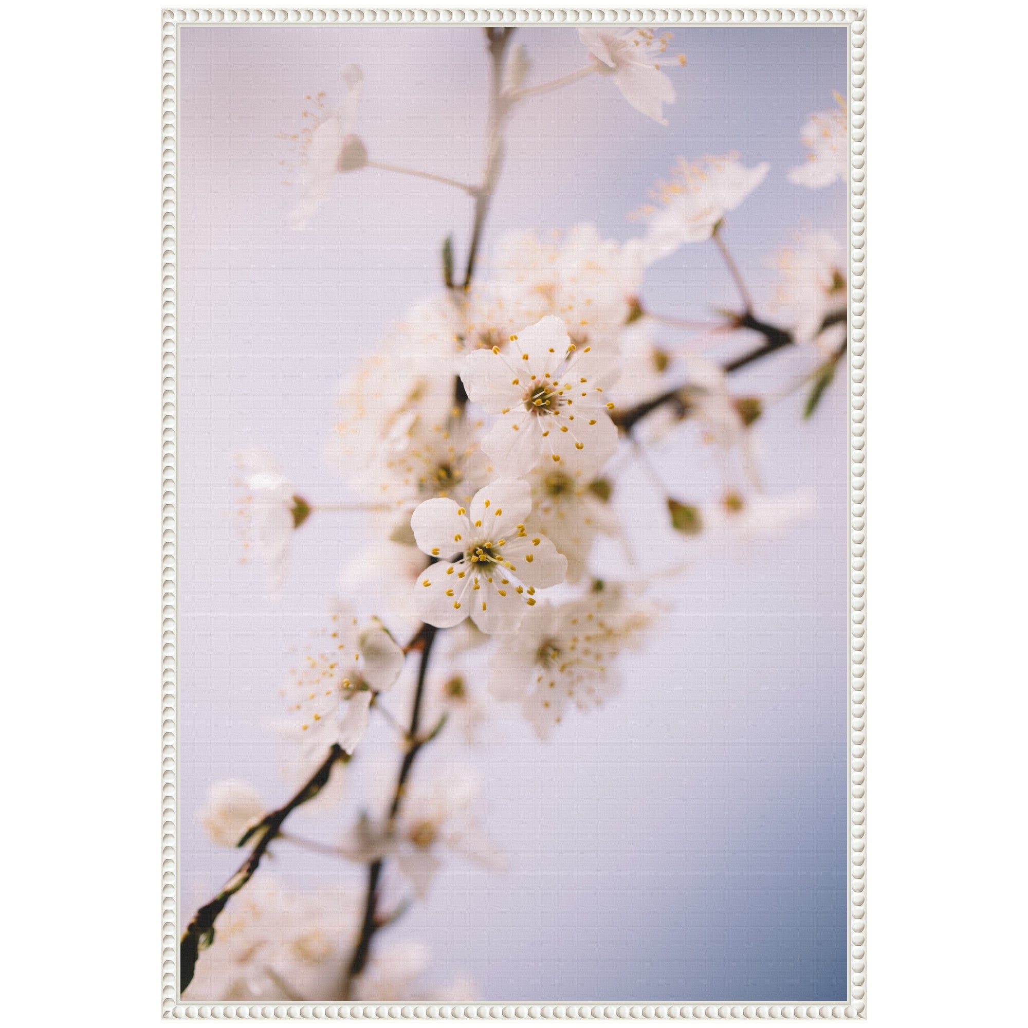 Sylvie Nature White Floral Blooms Framed Canvas by Patricia Hasz
