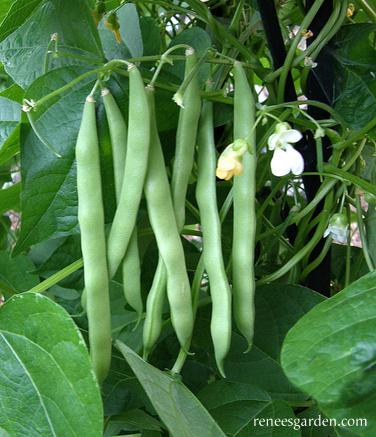 Blue Lake FM-1 Pole Bean Seeds detail image - Resin Society