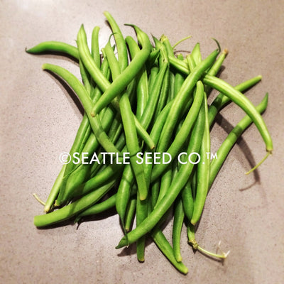Blue Lake FM-1 Pole Bean Seeds detail image - Resin Society
