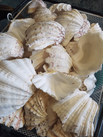 Bulk Bear Paw Clam Half Shells with natural ivory, tan, and wine-red markings
