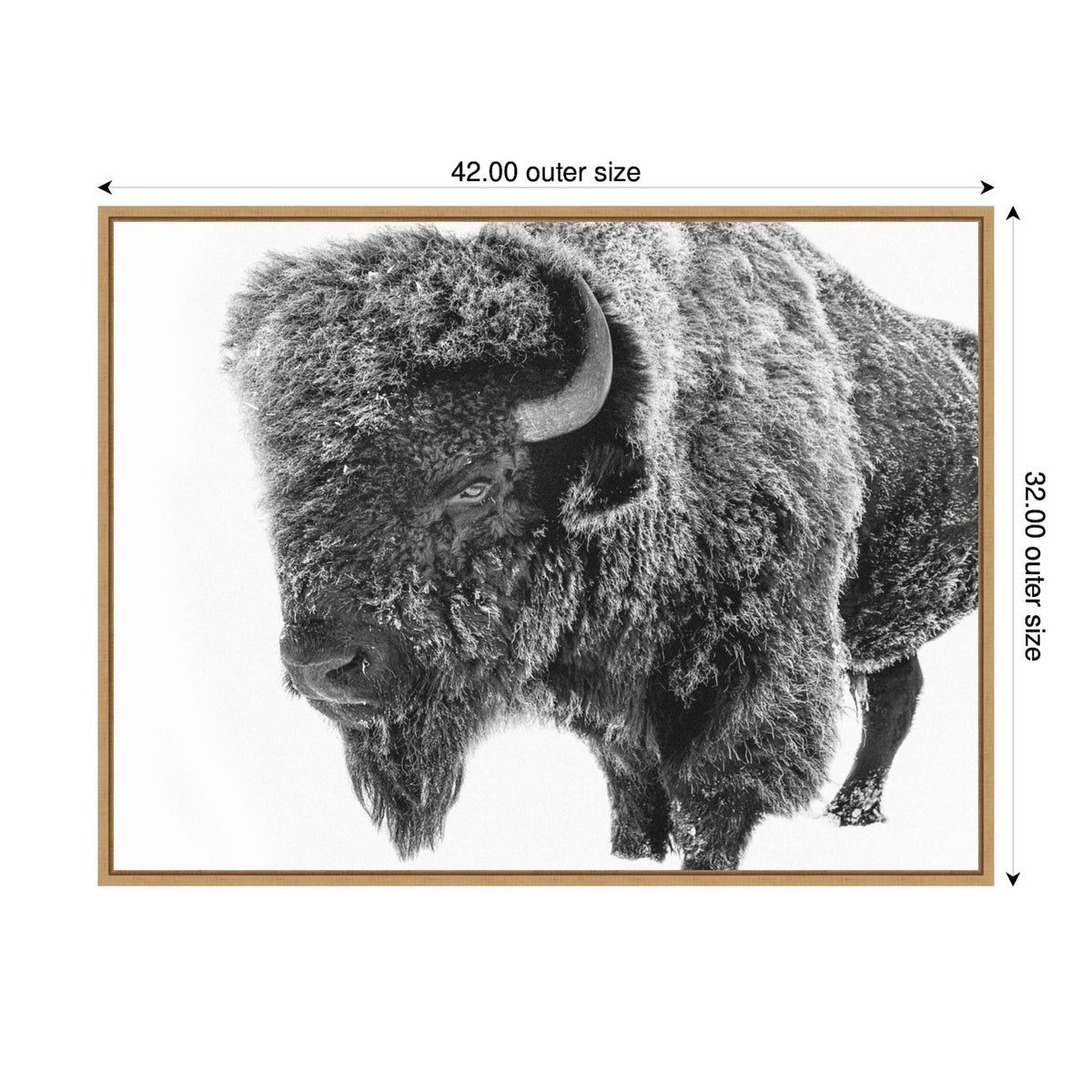Black and white close-up of a bison facing left, showing textured fur and a curved horn on a white background, framed in light wood.