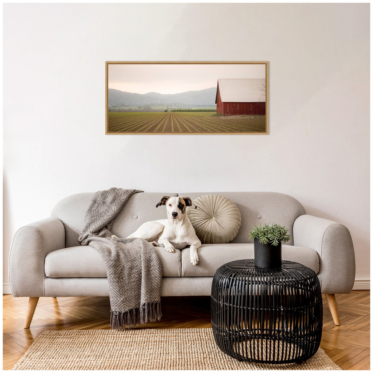 Light gray mid-century modern sofa with a round beige pillow and gray throw blanket, a small black woven coffee table with a green plant, and a framed rural landscape photo of a red barn and field.