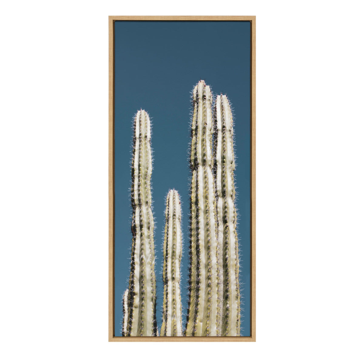 Tall slender white-green cacti with sharp spines against a clear deep blue sky, framed in light wood vertical canvas by Stephanie Klatt.