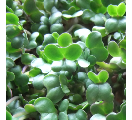 Close-up of vibrant green broccoli microgreens with small rounded leaves densely packed together, exhibiting fresh, smooth textures under natural light.