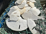 Broken white sand dollars for crafting and hermit crab food