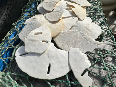 Broken white sand dollars for crafting and hermit crab food