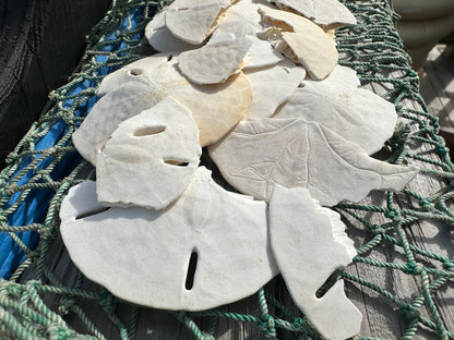 Broken white sand dollars for crafting and hermit crab food