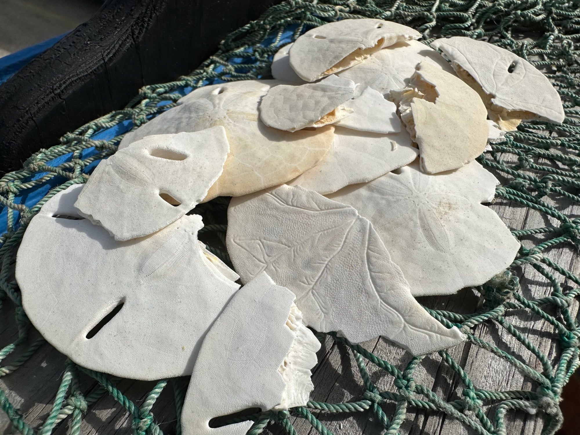 Broken white sand dollars for crafting and hermit crab food