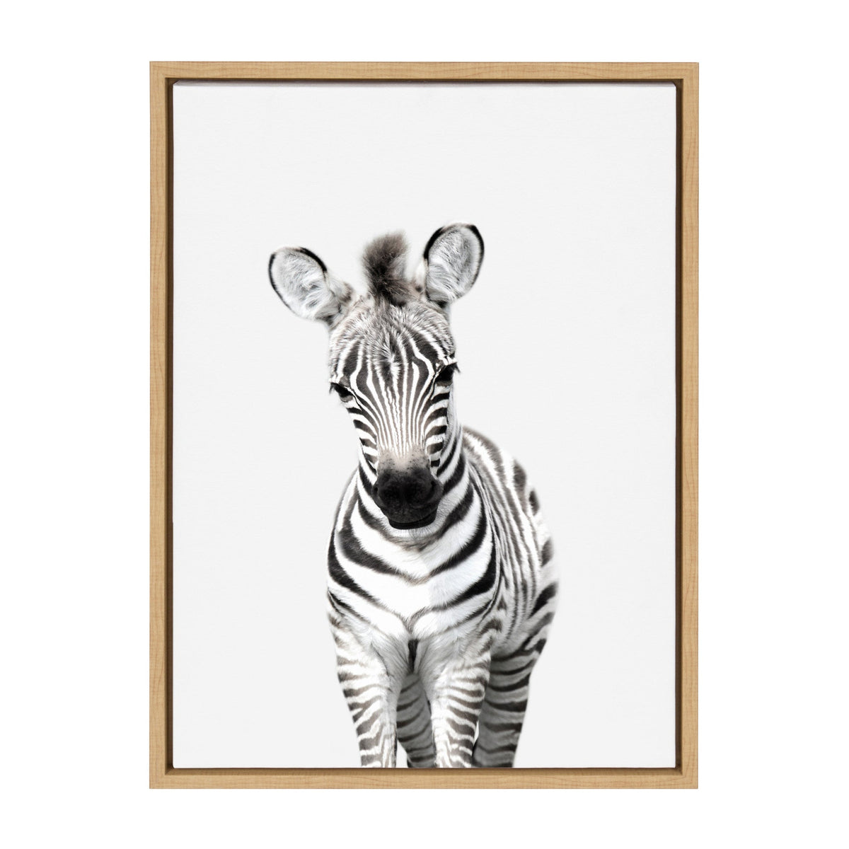 Sylvie Baby Zebra Framed Canvas by Amy Peterson by kateandlaurel - main product image for Resin Society