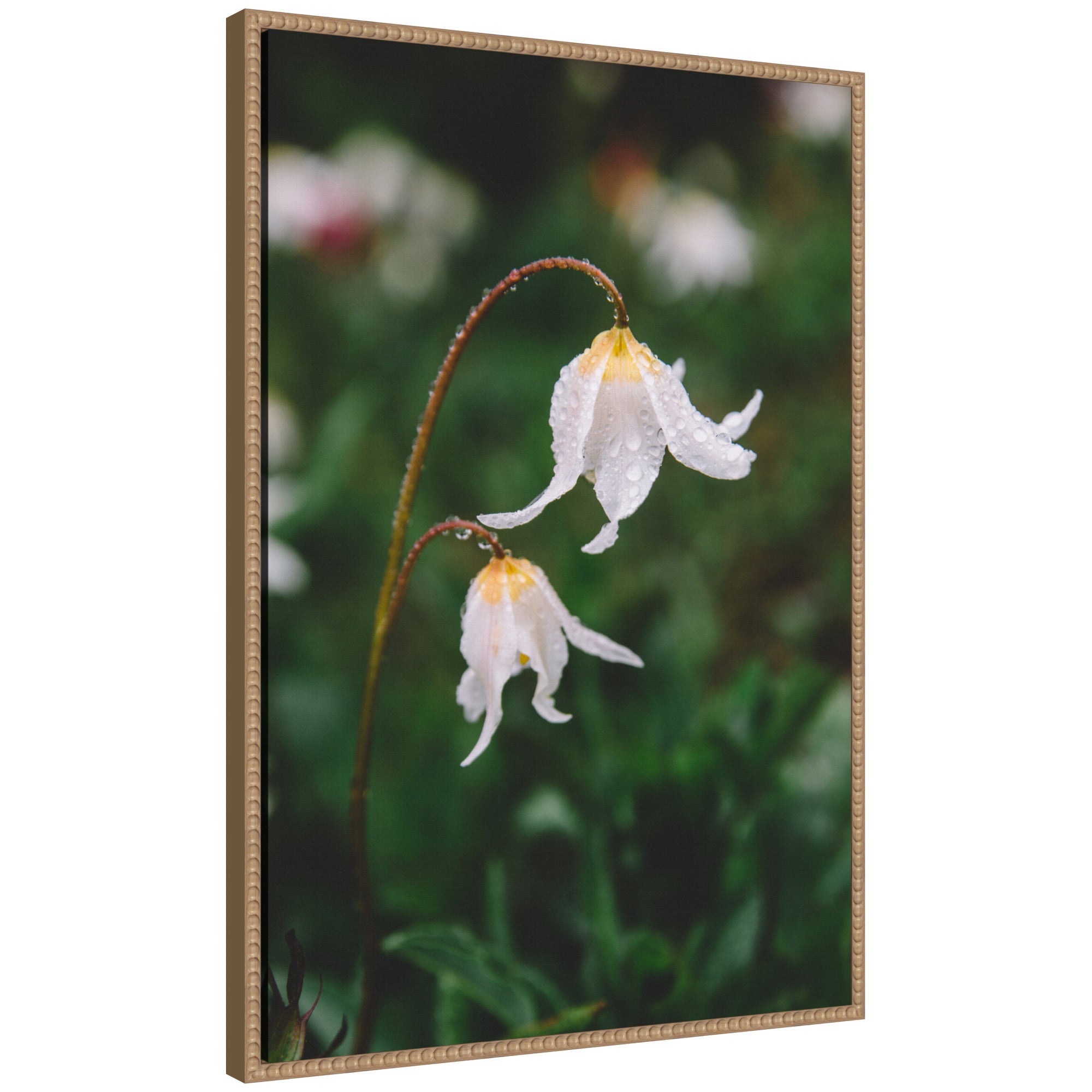 Framed canvas art depicting delicate white floral petals with a vintage beaded polystyrene frame