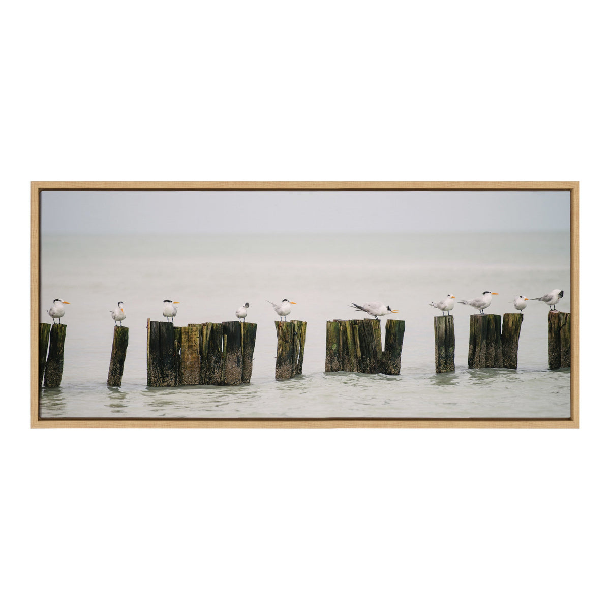 Seagulls perched and resting on weathered wooden posts emerging from calm water under a pale, overcast sky, captured in a wide rectangular framed canvas.