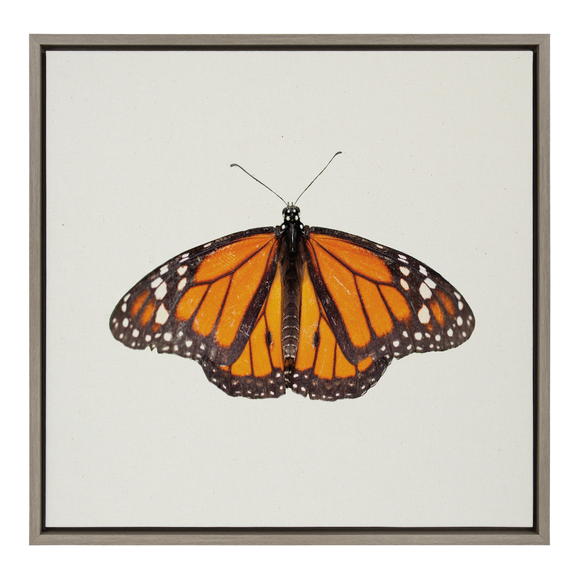 Sylvie Monarch Butterfly Framed Canvas by kateandlaurel - main product image for Resin Society