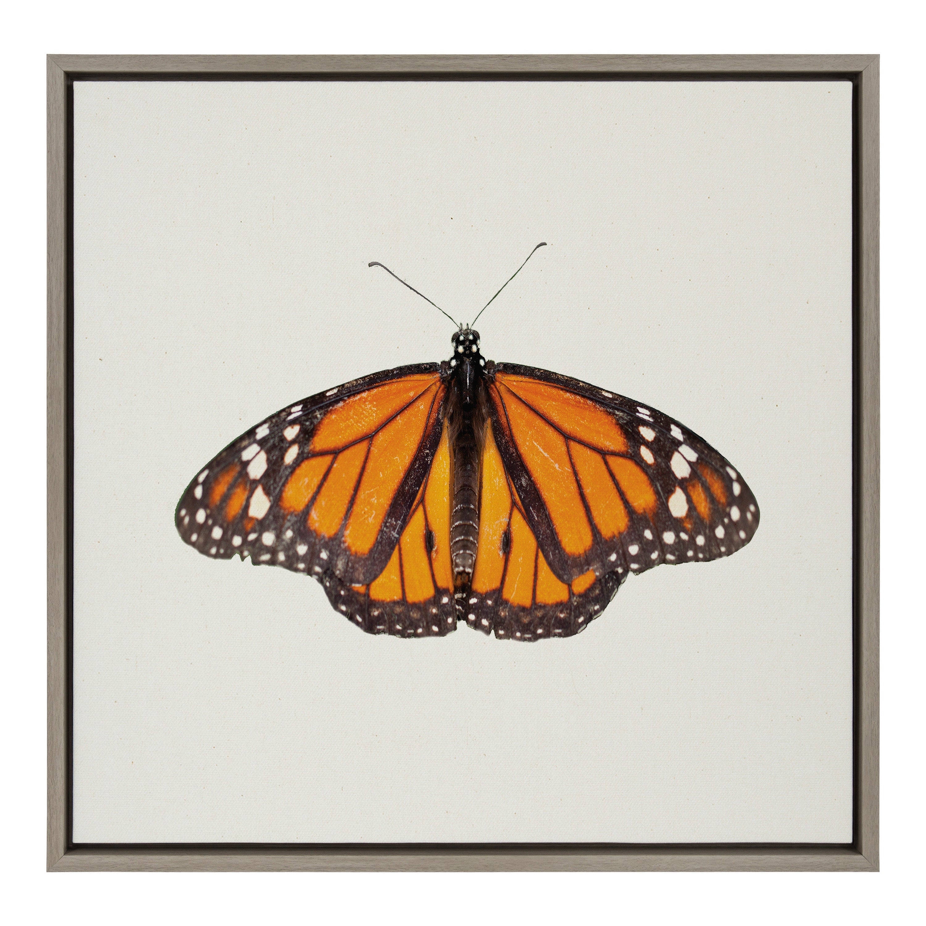 Sylvie Monarch Butterfly Framed Canvas by kateandlaurel - main product image for Resin Society
