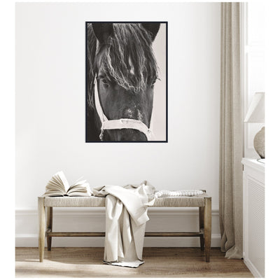 Black Horse by Emiko and Mark Franzen F2 Images Framed Canvas Wall Art Print