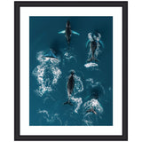 Aerial view of five humpback whales swimming together in deep blue ocean water, with white splashes tracing their movement beneath the surface.