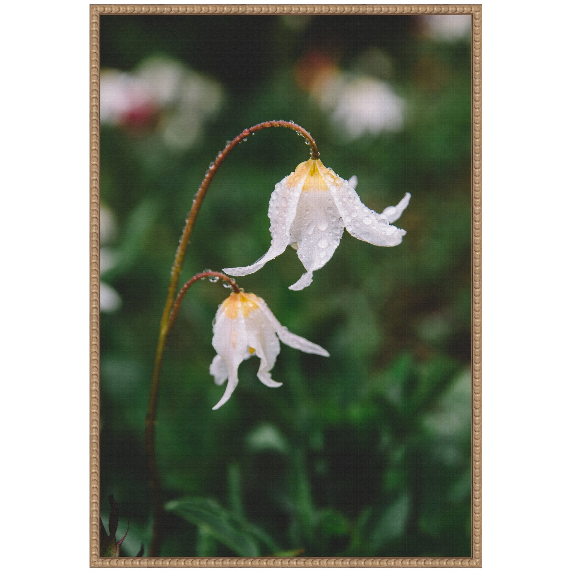 Sylvie Delicate White Floral Petals Framed Canvas by Patricia Hasz