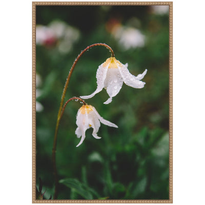Sylvie Delicate White Floral Petals Framed Canvas by Patricia Hasz