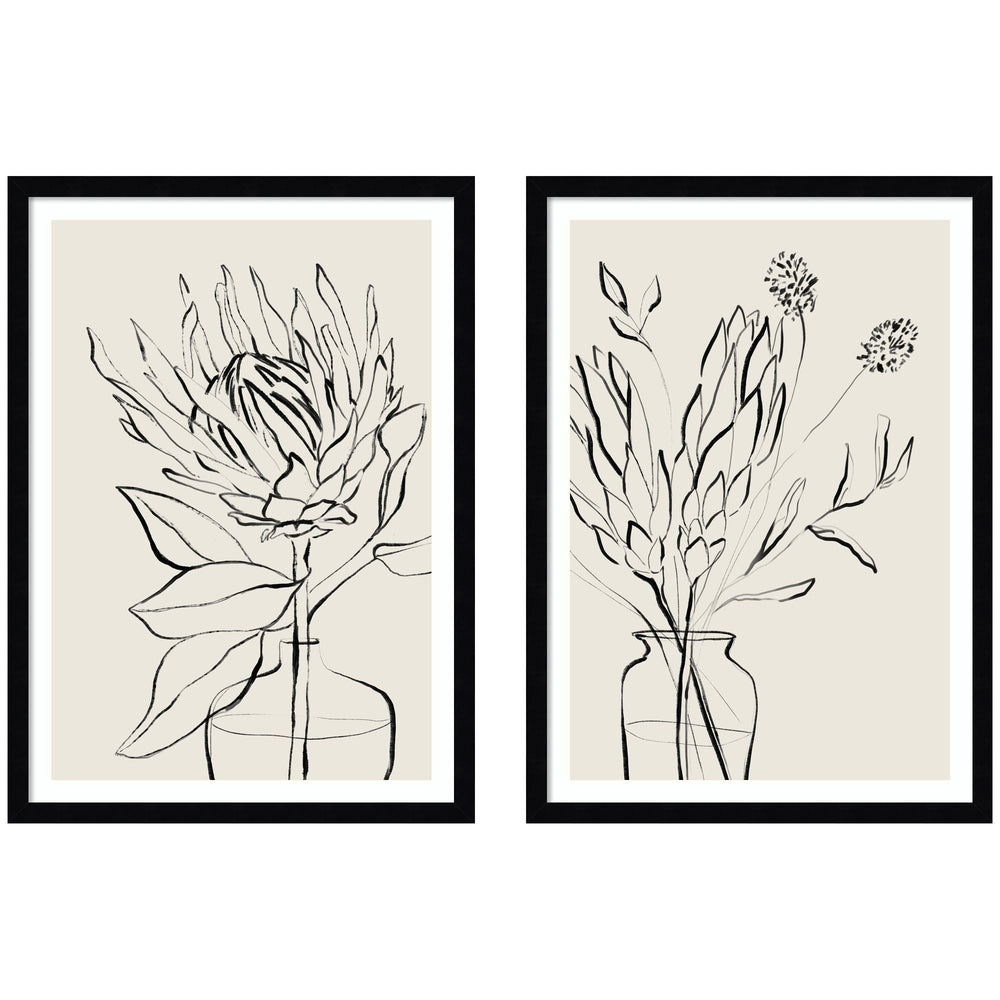Two framed botanical sketches of protea flowers by Sara Berrenson, set side-by-side.