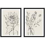 Two framed botanical sketches of protea flowers by Sara Berrenson, set side-by-side.
