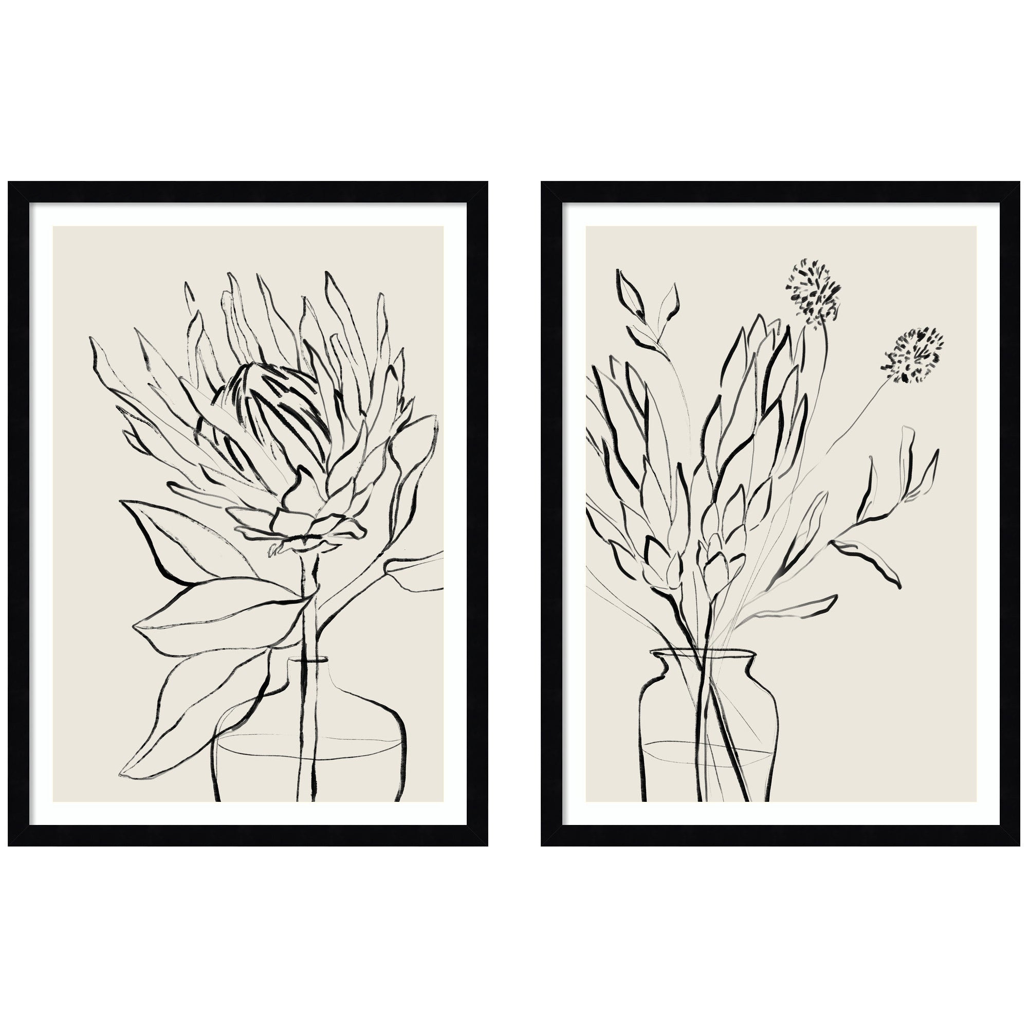 Two framed botanical sketches of protea flowers by Sara Berrenson, set side-by-side.