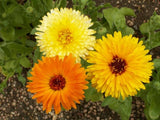 Three calendula flowers in yellow, deep yellow-orange, and orange shades, surrounded by green leaves and garden soil, shown from above.