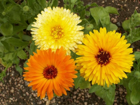 Three calendula flowers in yellow, deep yellow-orange, and orange shades, surrounded by green leaves and garden soil, shown from above.