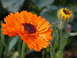 Close-up of a vibrant orange calendula flower in full bloom next to a partially opened bud against a blurred green foliage background.