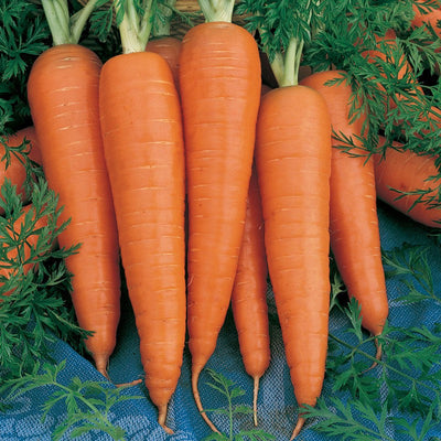 Danvers Carrot Seeds detail image - Resin Society