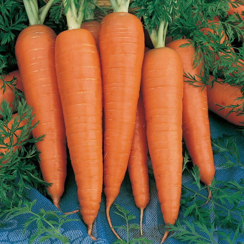 Danvers Carrot Seeds detail image - Resin Society