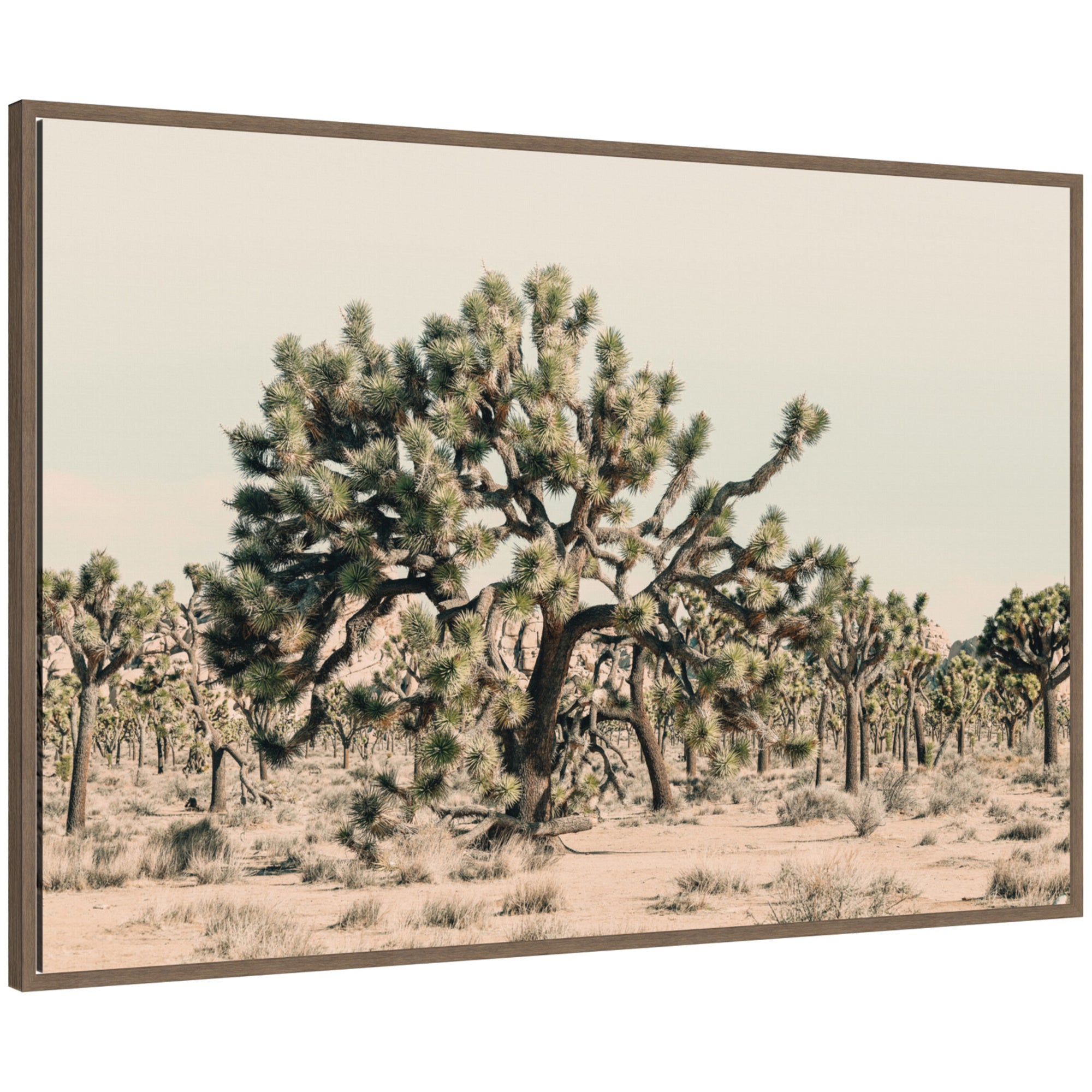 Framed canvas wall art titled Joshua Tree No.
1 by Alicia Bock showing a cluster of Joshua trees silhouetted against a desert landscape in walnut woodgrain frame