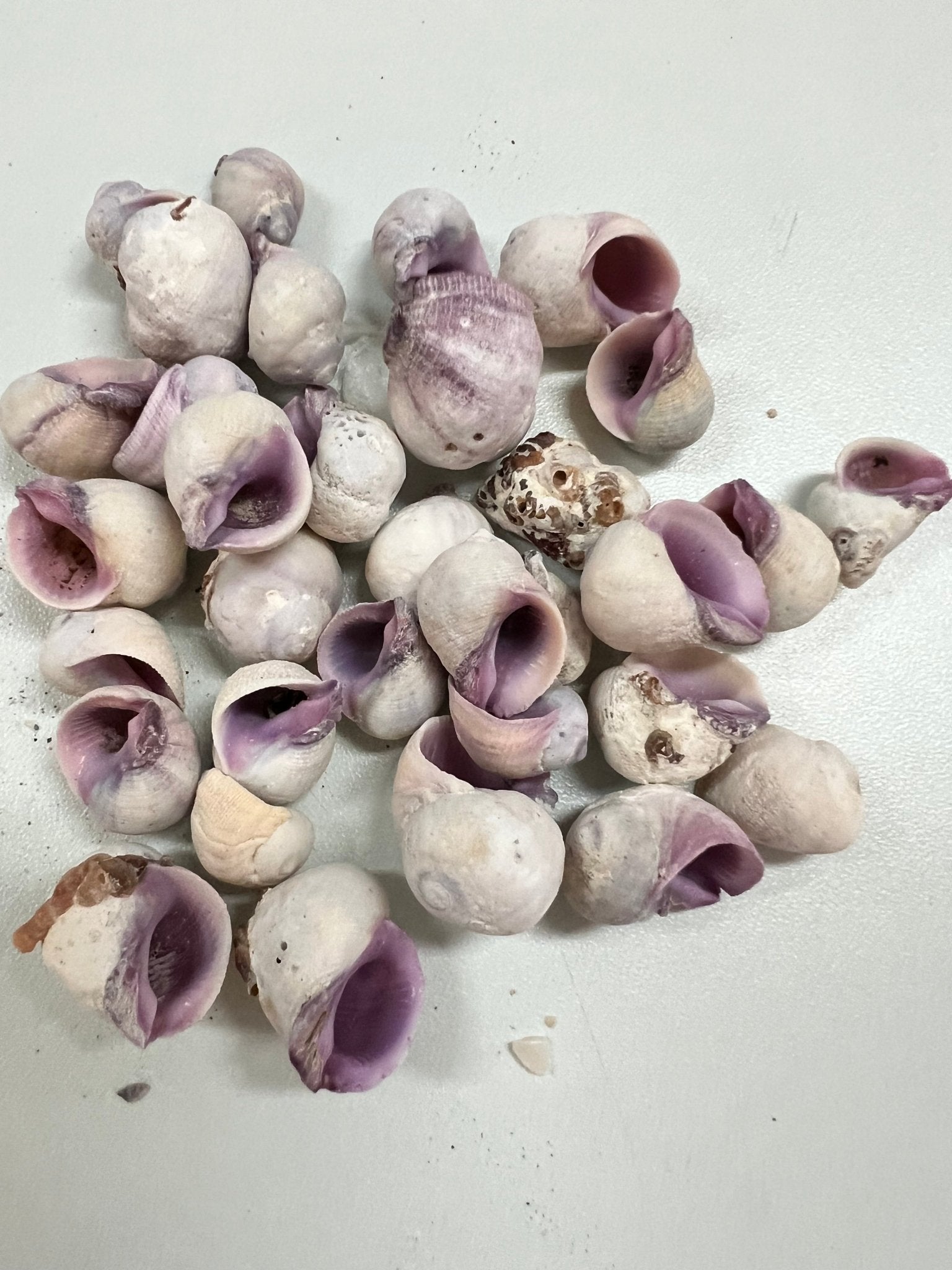 Cebu Beauty Coralliophila neritoidea purple crafting seashells with rough exterior and purple interior
