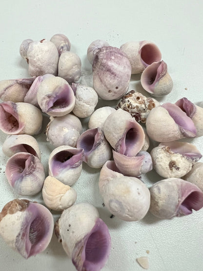 Cebu Beauty Coralliophila neritoidea purple crafting seashells with rough exterior and purple interior