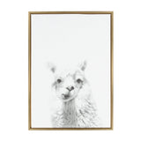 Close-up black and white portrait of an alpaca with fluffy fur and large eyes on a plain white background, framed in a thin wooden frame.