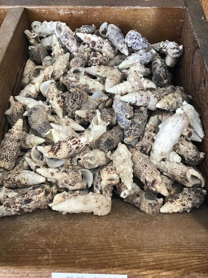 Bulk Cerithium Aluco shells showing spiral ridges and spotted patterns for crafting
