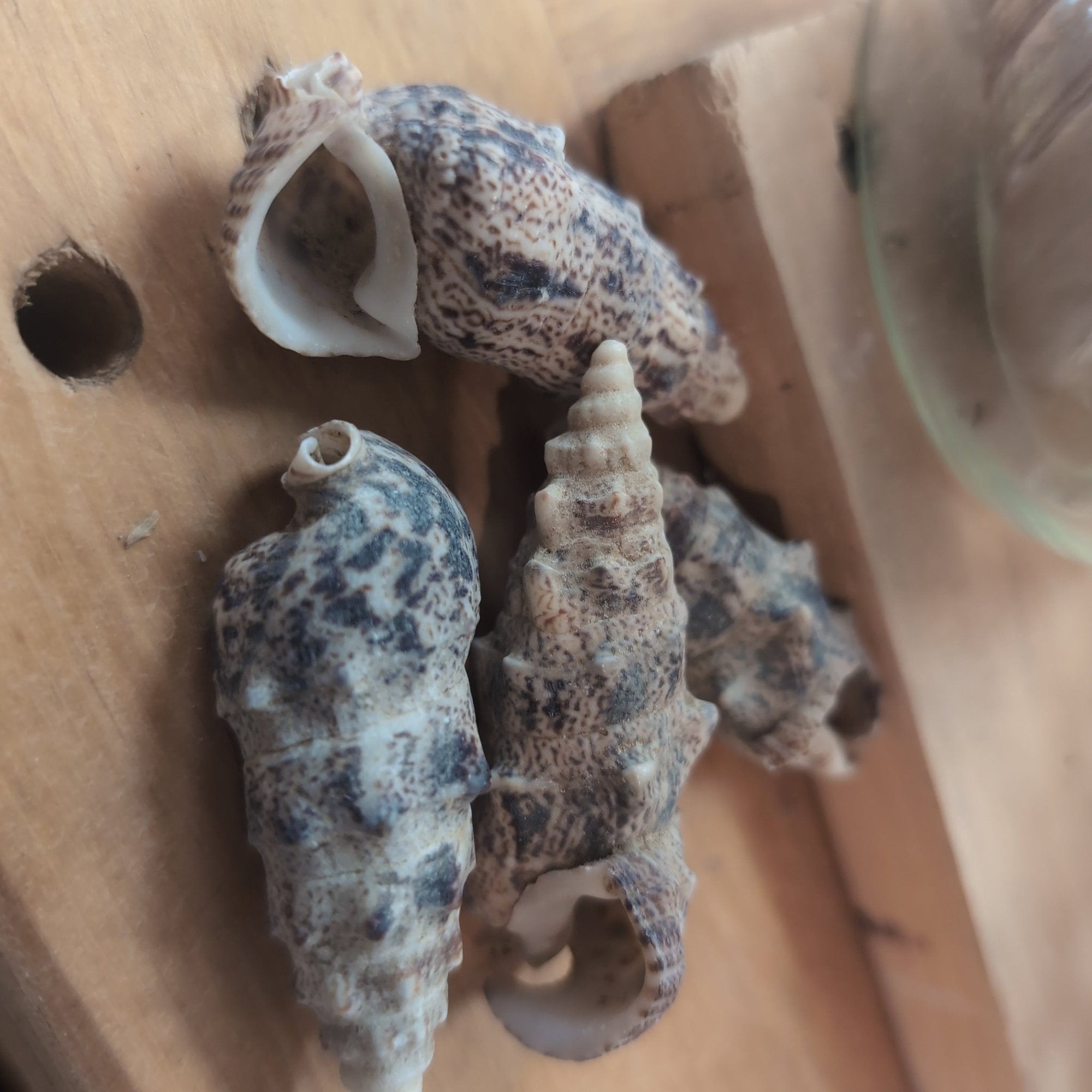 Bulk Cerithium Aluco shells showing spiral ridges and spotted patterns for crafting