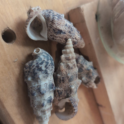 Bulk Cerithium Aluco shells showing spiral ridges and spotted patterns for crafting