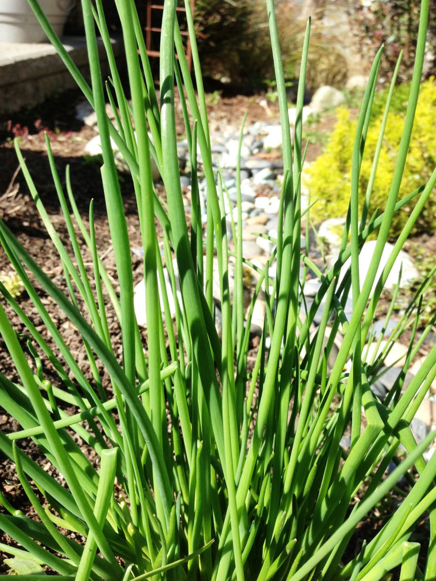 Onion Chive Seeds detail image - Resin Society