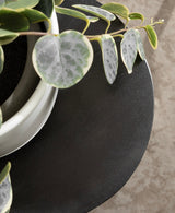 Close-up of a dark, round table surface with a green and white variegated leafy plant in a white pot placed on it, showing contrast between smooth plant leaves and matte table.