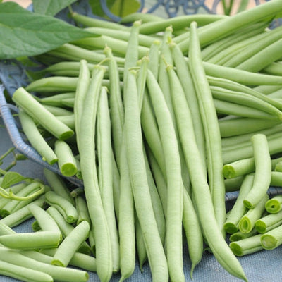 Cobra Pole Bean Seeds detail image - Resin Society