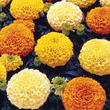 Cluster of marigold flowers in varying shades of yellow, orange, and cream with dark green leaves beneath clustered blooms.